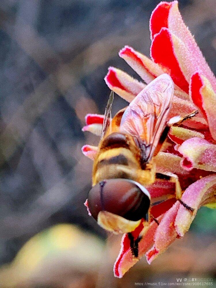 纤腰巴食蚜蝇图片