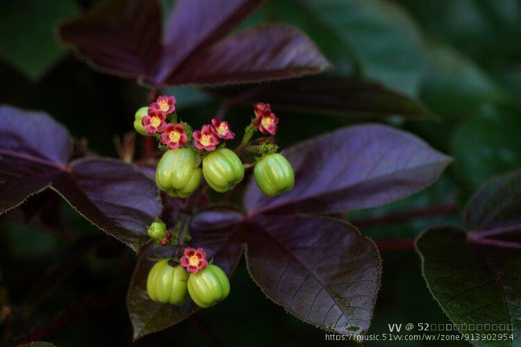 棉叶珊瑚花与果3