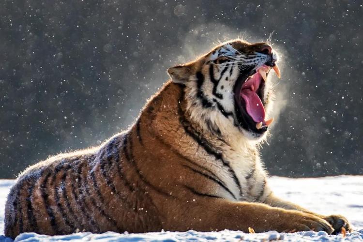 《词林正韵》第三部平韵一派祥和局面,红灯高挂门楣.壬寅乳虎自生威.