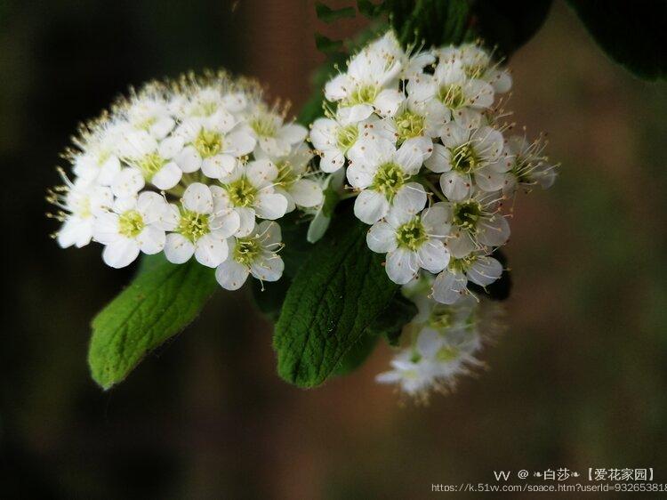 ❧白莎❧【爱花家园】