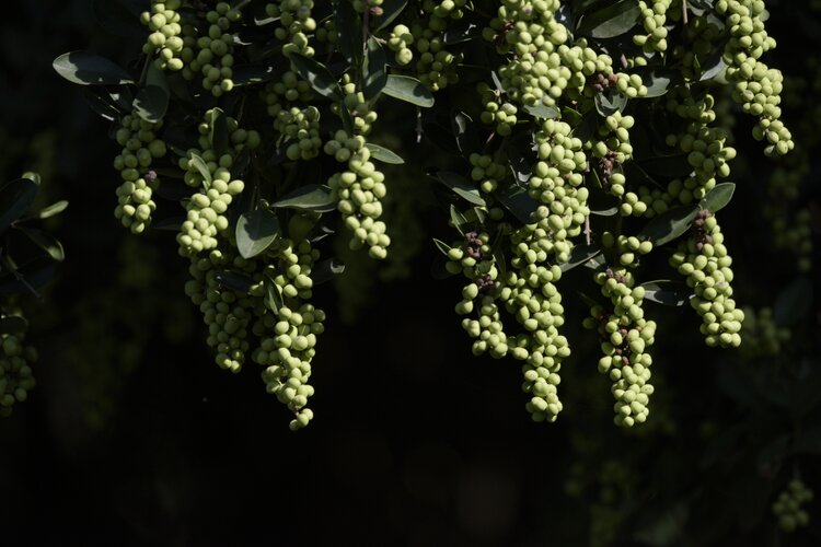 白花酸藤果首发