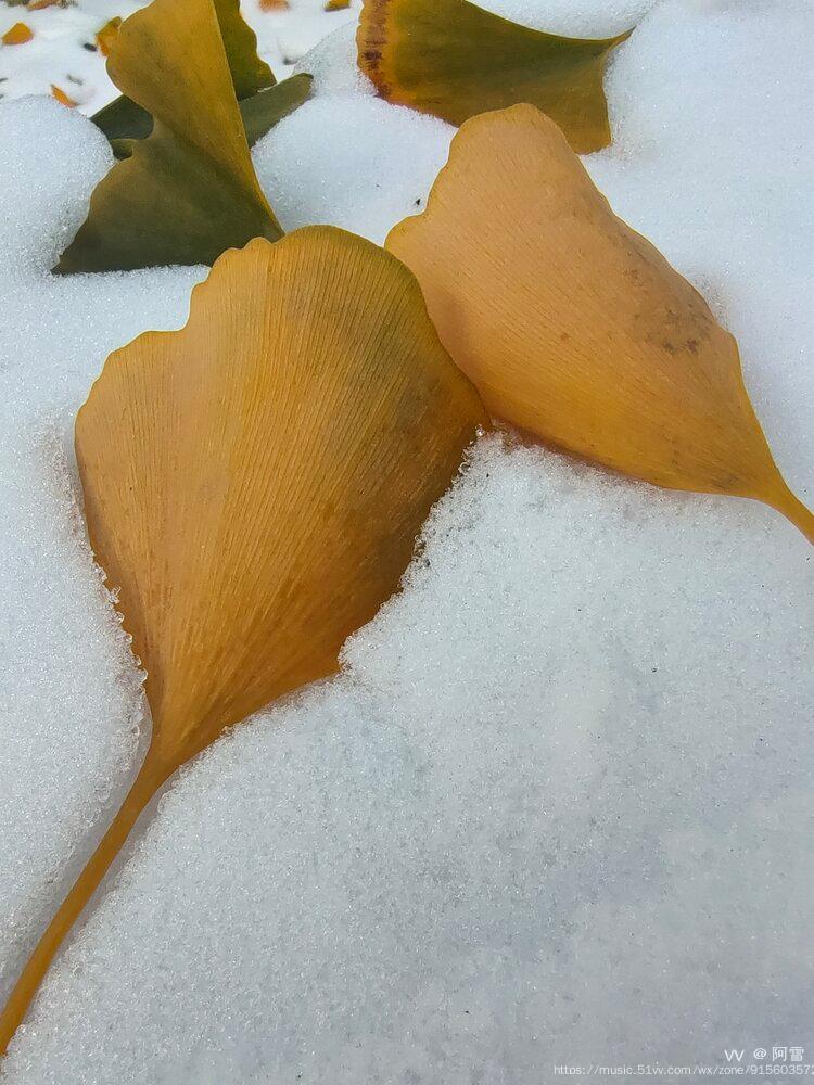 雪中的银杏叶