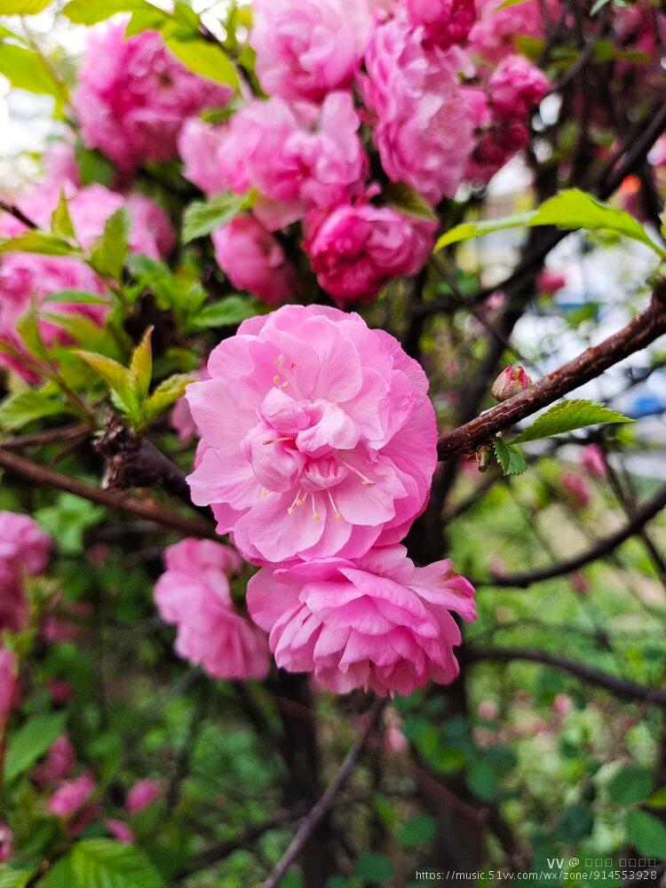 重瓣榆叶梅花期图片