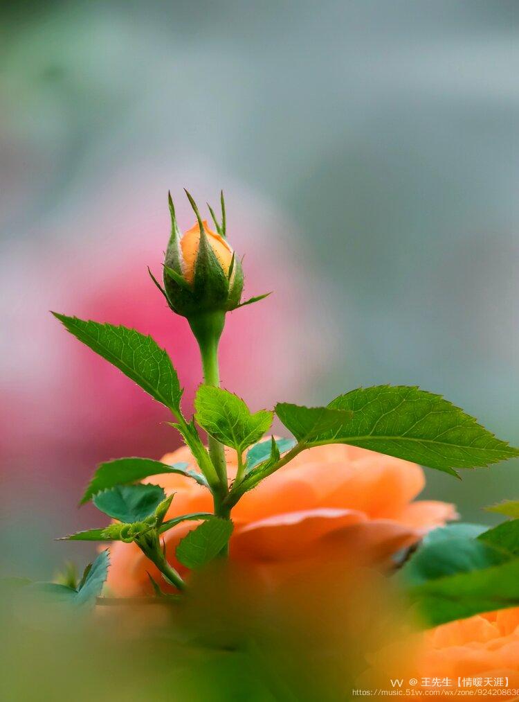 羞答答的玫瑰静悄悄地开【摄影首发】