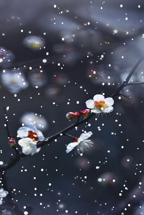原创首发江城梅花引61一枝高洁雪梅酥二