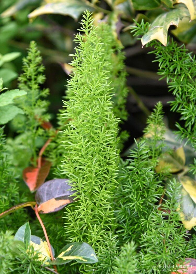 非洲天门冬首发