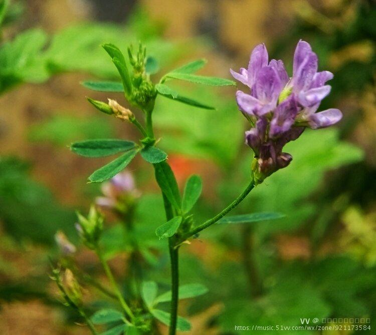 苜蓿花首發