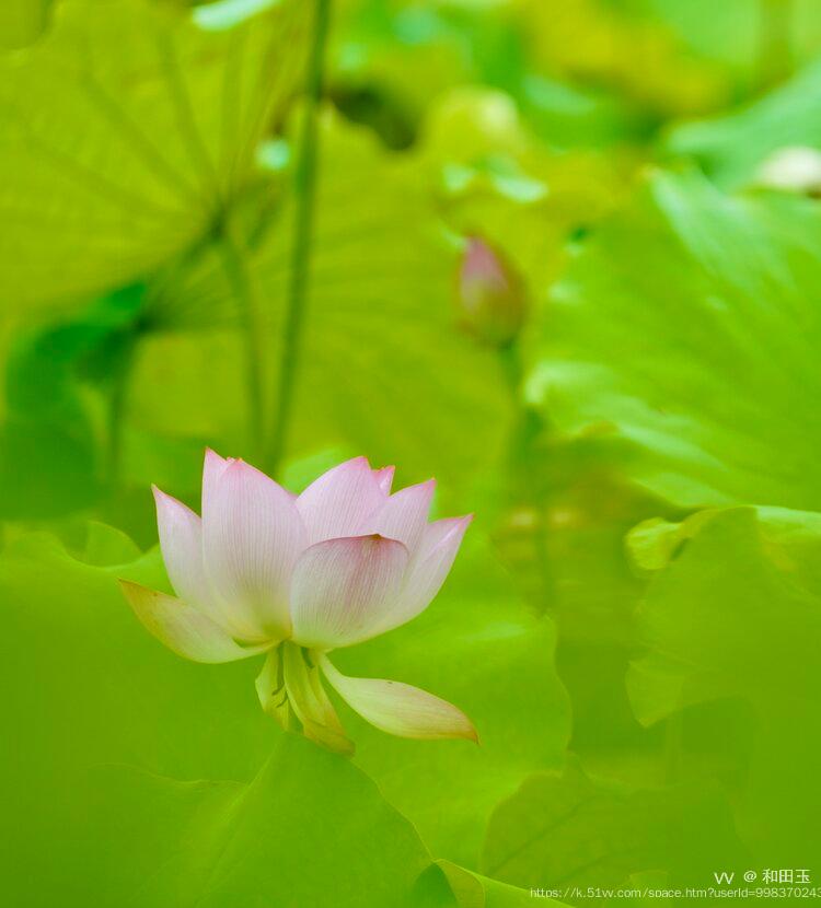 和田玉