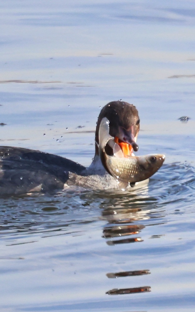 秋沙鸭扑鱼高手