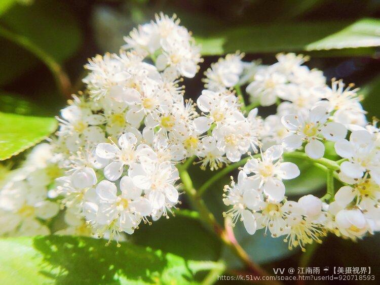 江南雨 ☔️【美摄视界】