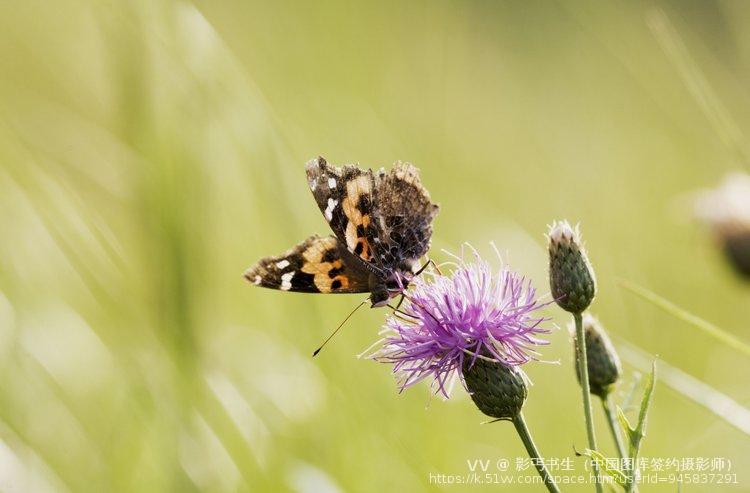 影丐书生（中国图库签约摄影师）