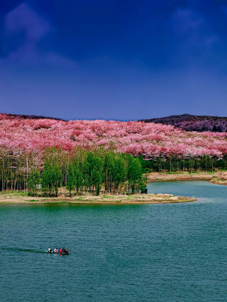 贵州樱花谷