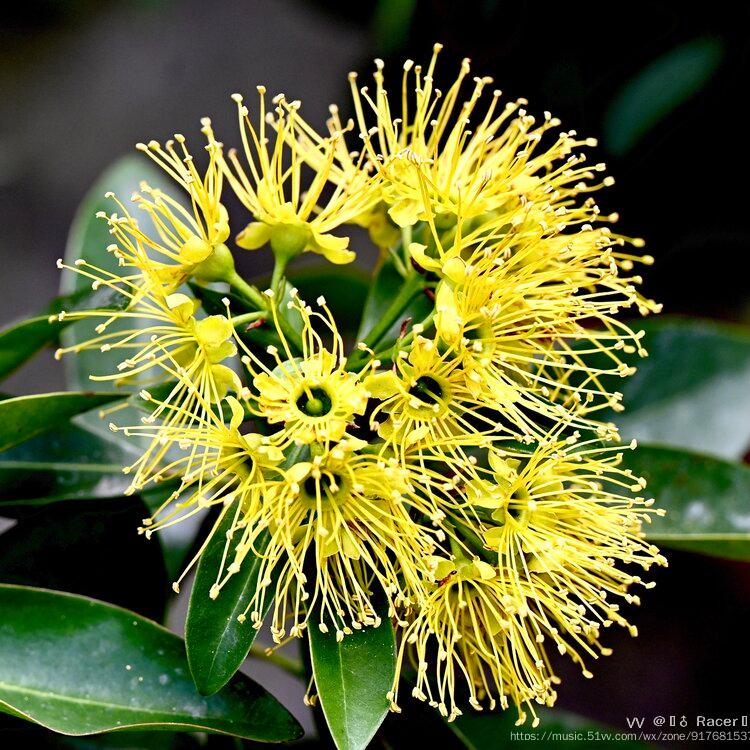 花朵镀金的黄金蒲桃首发