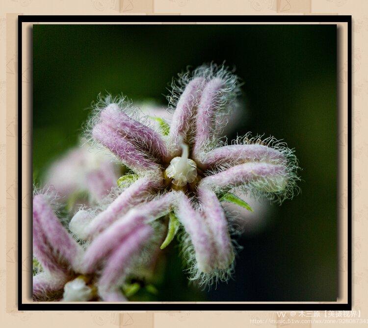 微距摄影61腰骨藤