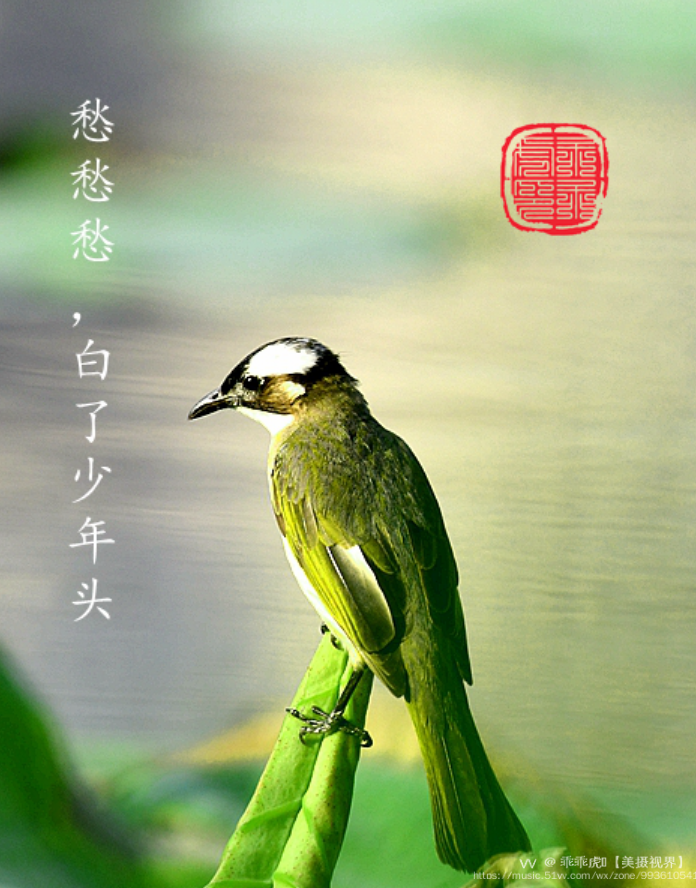 愁愁愁,白了少年头——白头翁