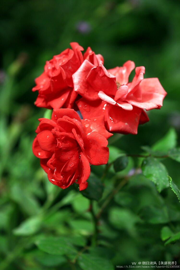 朗日清风【美摄视界】