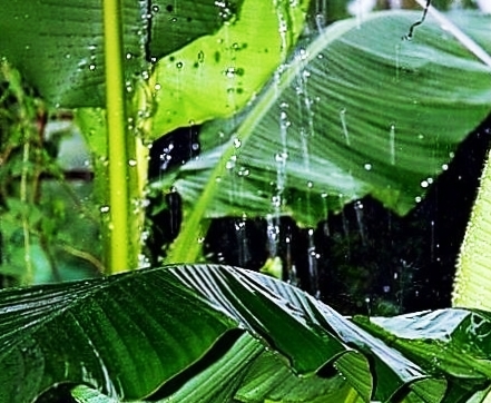 雨打芭蕉闲听雨首发