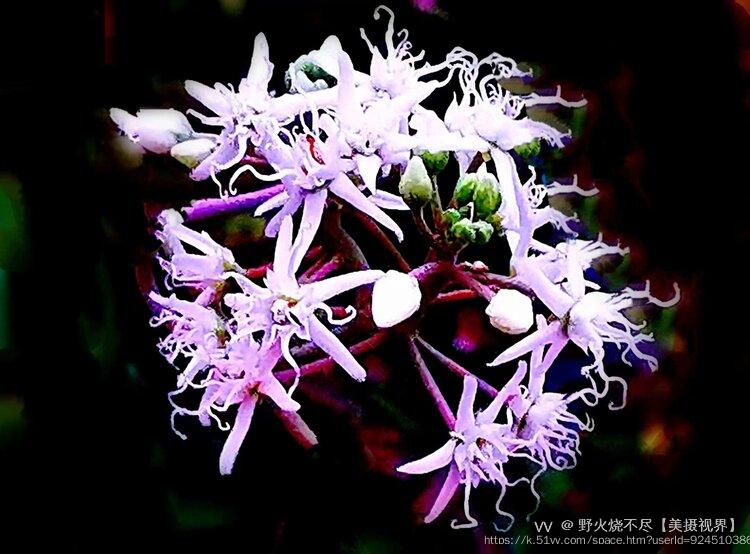 野火烧不尽【美摄视界】