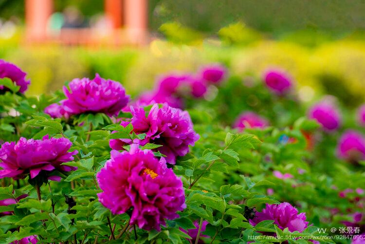 花开富贵春满园