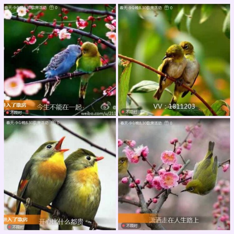 航航🎤V娱热点