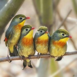 幽兰一箭香(赵放岚)