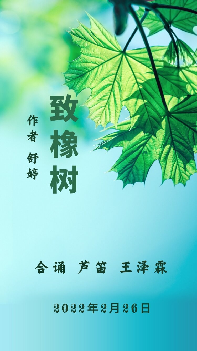 致橡树作者舒婷合诵芦笛王泽霖