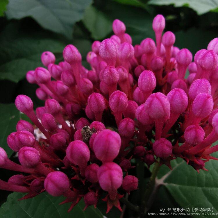 微距镜头下的小花蕾原创