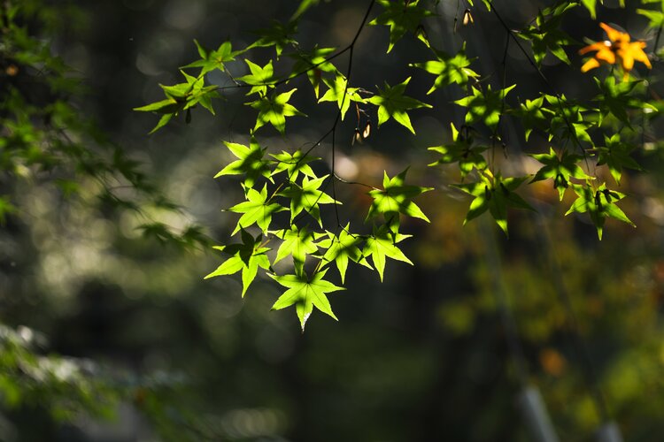 雨后阳光【情暖天涯】