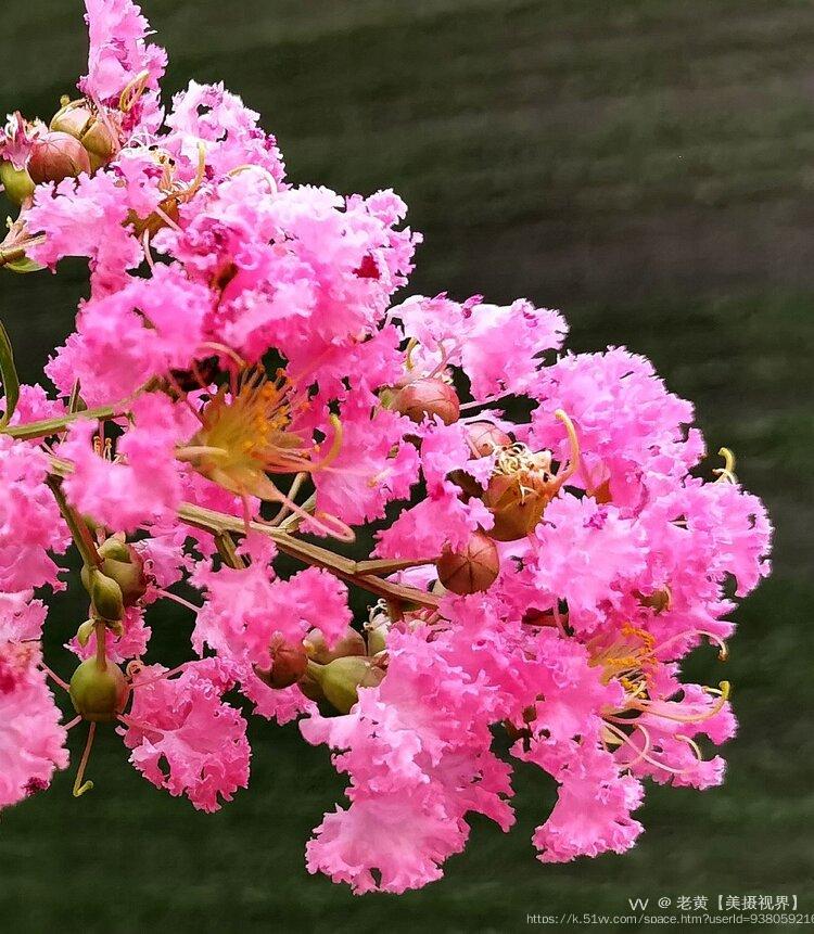 老黄【美摄视界】