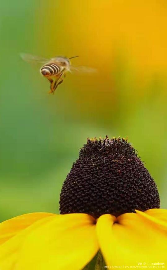 野蜂飞舞