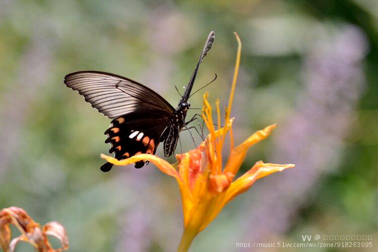 美丽的红珠凤尾蝶首发