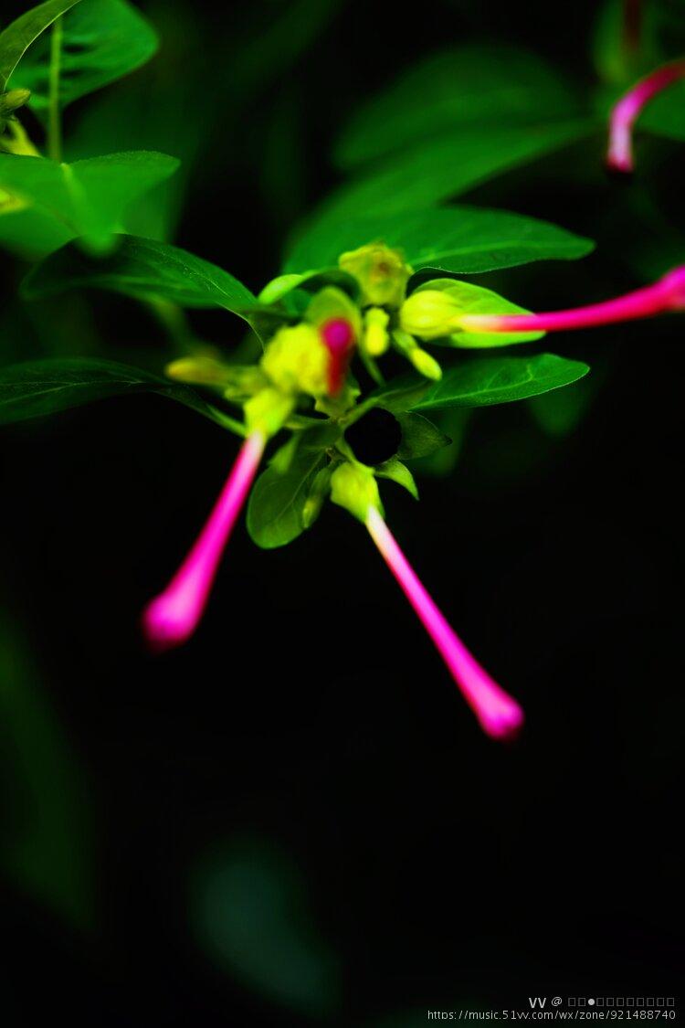 花卉摄影烟粉豆