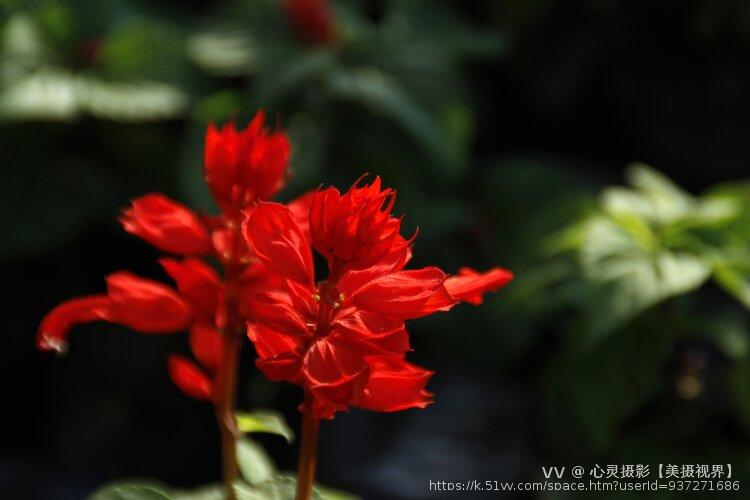 心灵摄影【美摄视界】