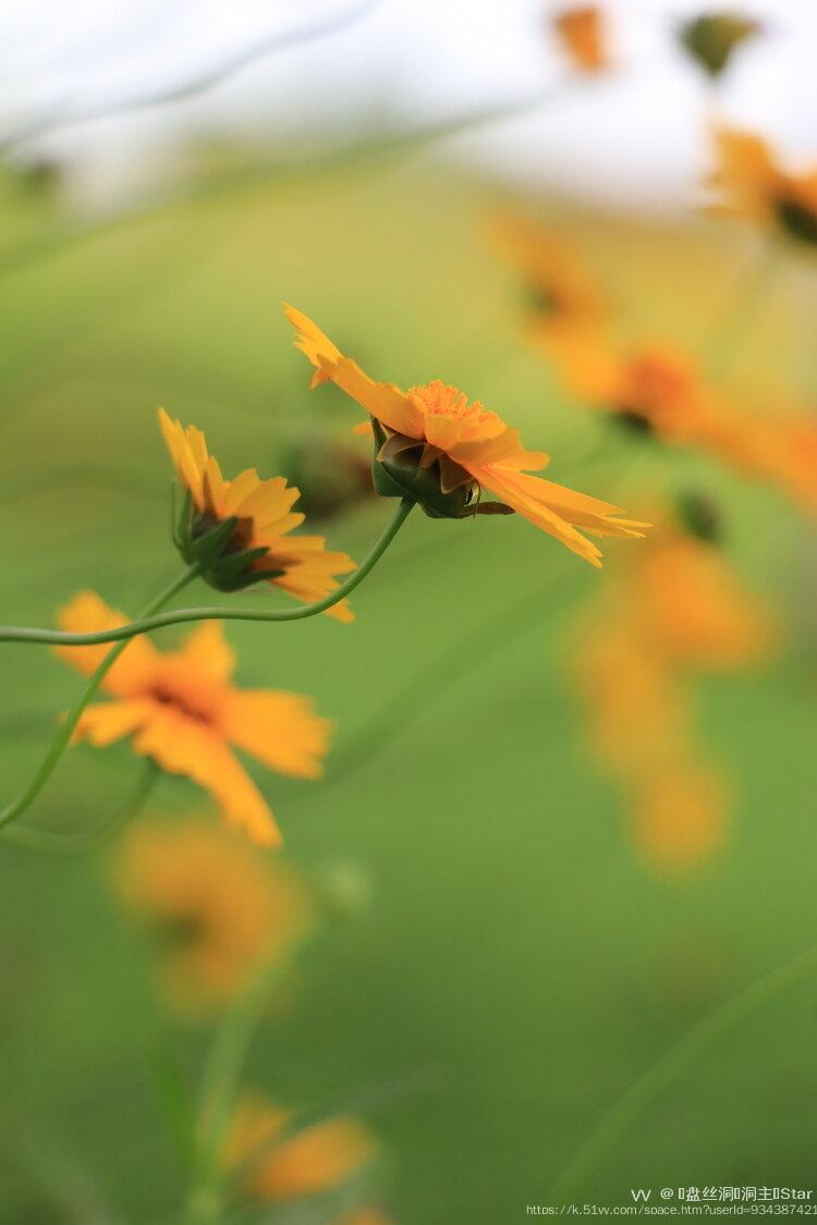 🕸盘丝洞🕷洞主💫Star