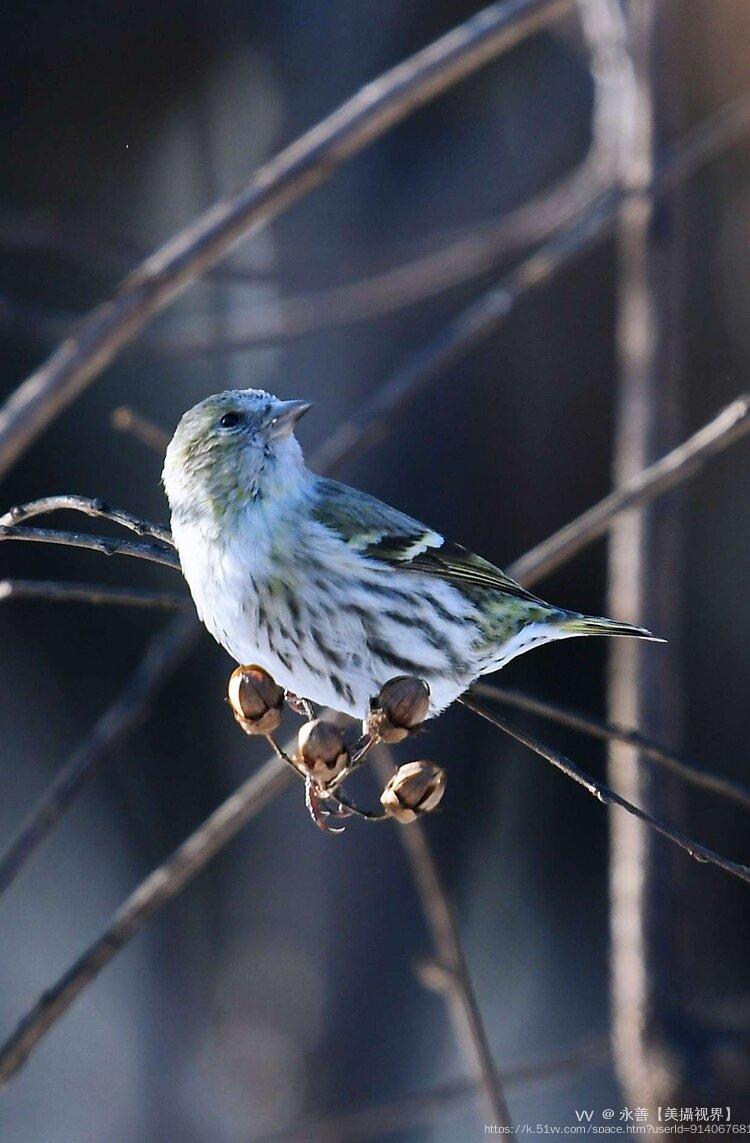 永善【美攝视界】 