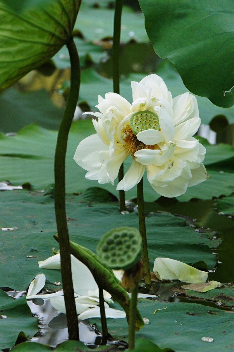 落花有意流水無情才下眉頭卻上心頭