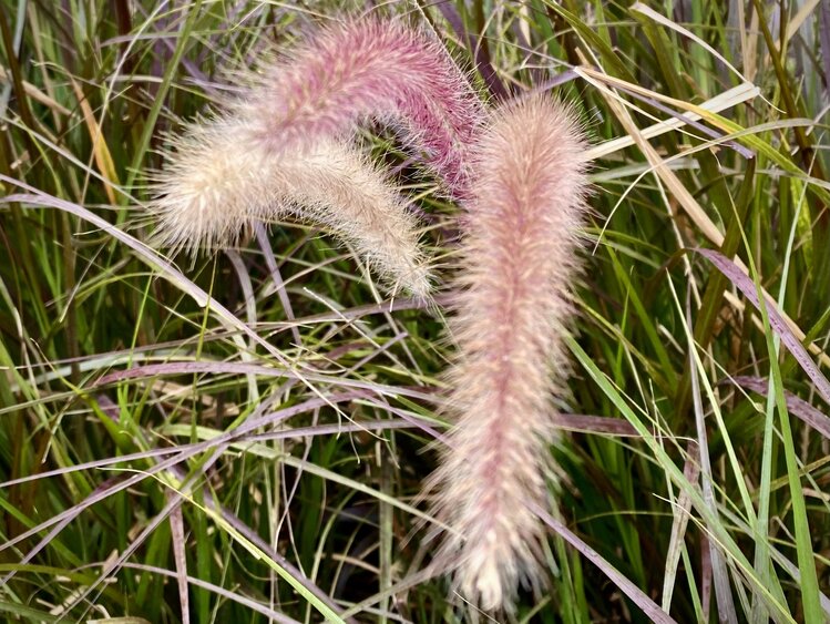 秋趣一一狼尾花