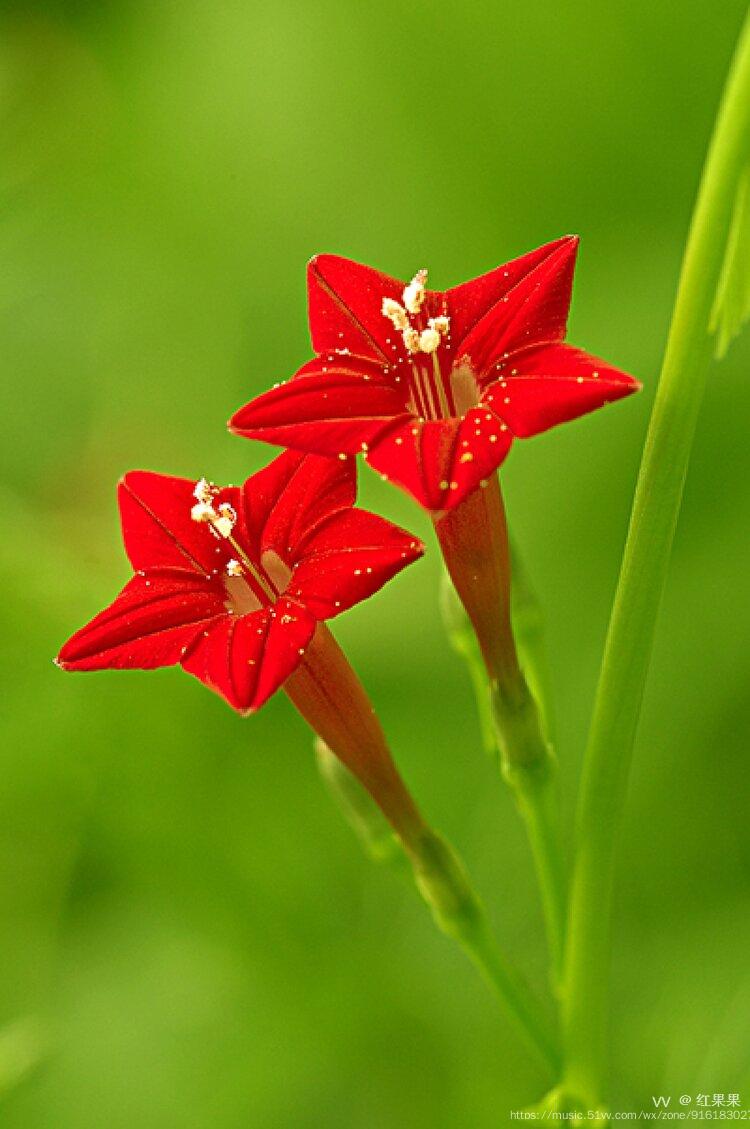 茑萝红艳在七月