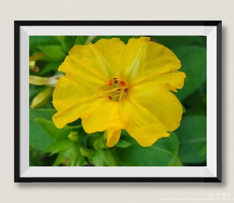 首发五彩茉莉花