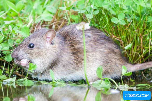 97恶气遮漫满视野97锄耰棘矜斩头颅97奸同鬼蜮行狐鼠作者—旭