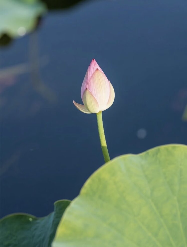 小浅🎤V娱热点