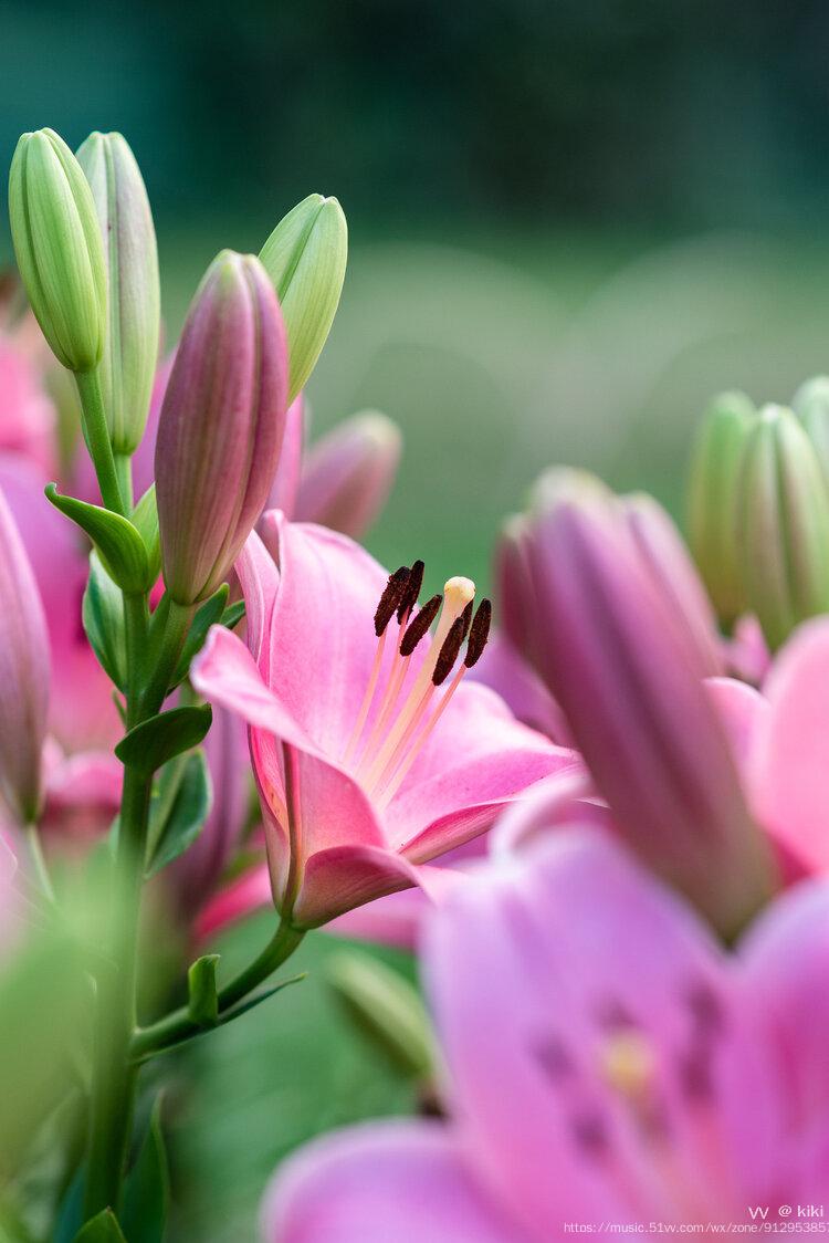 首发美丽粉百合