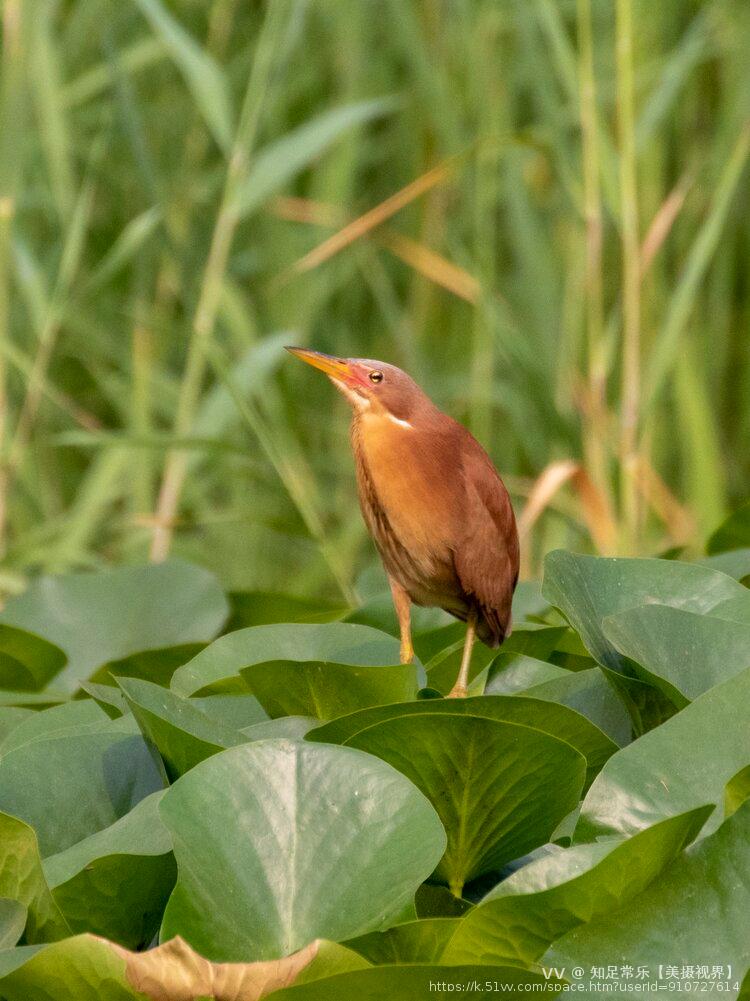 知足常乐【美摄视界】