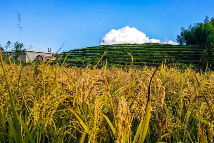 雪儿🎤V娱热点