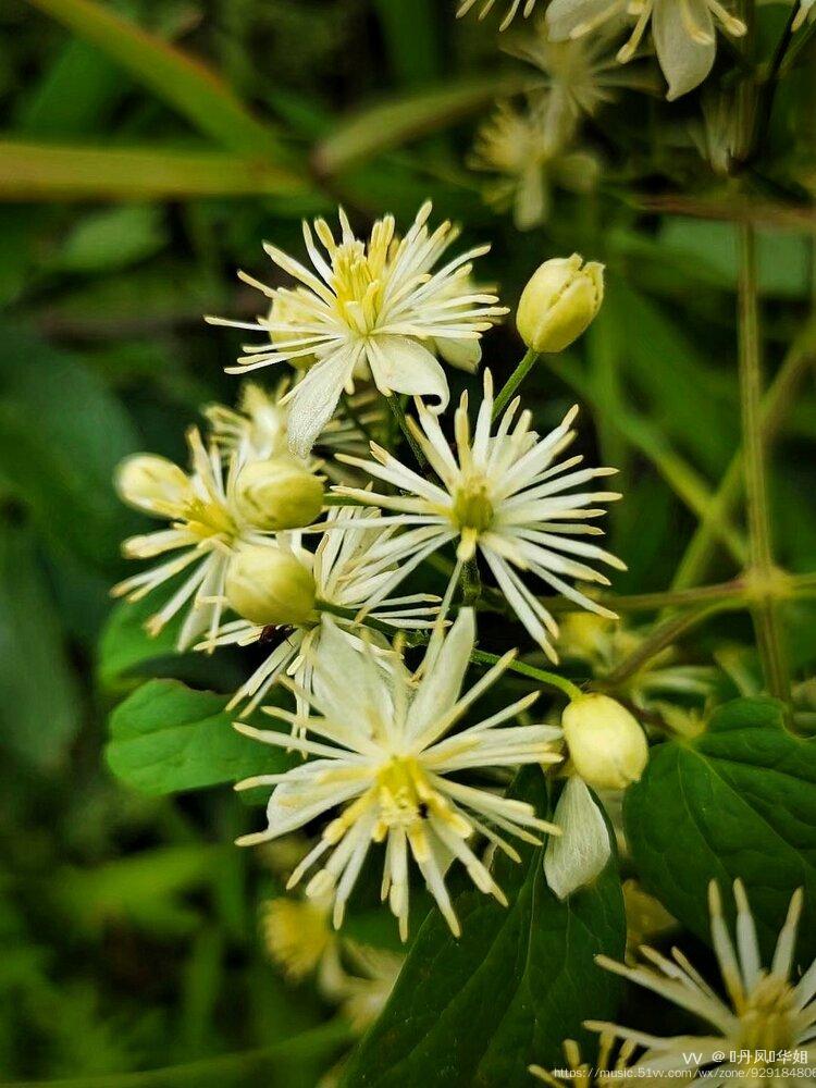 首发大山里的野花短尾铁线莲