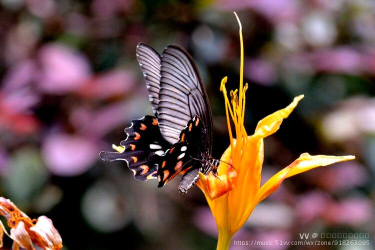 美丽的红珠凤尾蝶首发