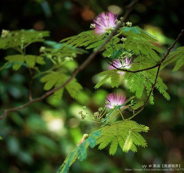 合歡花