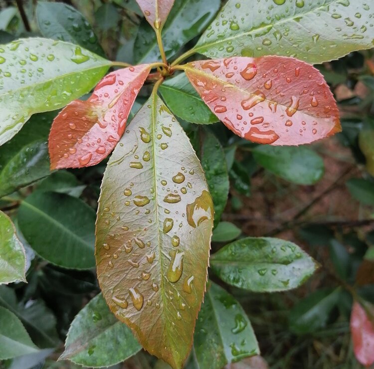 雨露冬青叶