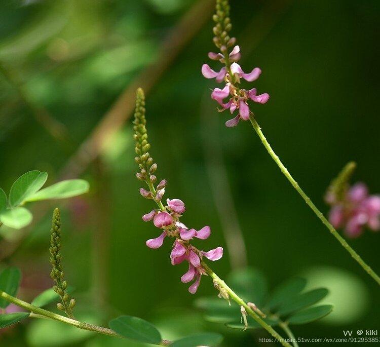 首发花城广州铁扫帚花