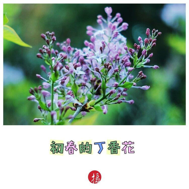 丁香花诗句10首(描写丁香花的古诗词)